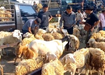 Jelang Idul Adha, Bentuk Tim Pengawas Kesehatan Di Trenggalek