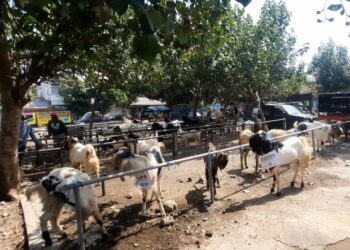 Pemkot Kediri Mulai Kumpulkan Hewan Qurban Untuk Didistribusikan Ke Kelurahan