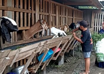 Bocah SD di Blitar Mampu Pelihara Kambing Menghasilkan Uang Hasil Keringat Sendiri
