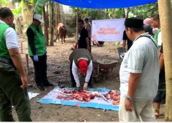 Ratusan Hewan Kurban Di Blitar Terkena Cacing Hati
