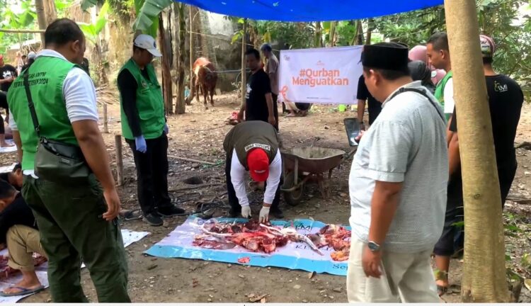 Ratusan Hewan Kurban Di Blitar Terkena Cacing Hati
