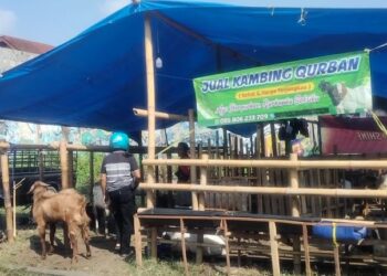 Penjualan Hewan Kurban di Kediri Masih Sepi, Pedagang Pinggir Jalan Berkurang