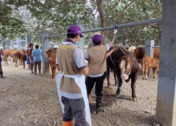 Pastikan Kesehatan Hewan Untuk Keperluan Kurban , P-J Bupati Tulungagung Bersama Tim Kesehatan Hewan , Melakukan Sidak Ke Pasar Hewan