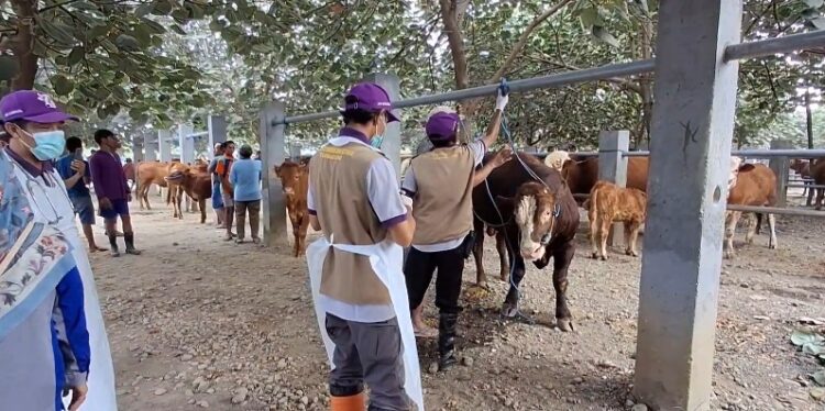 Pastikan Kesehatan Hewan Untuk Keperluan Kurban , P-J Bupati Tulungagung Bersama Tim Kesehatan Hewan , Melakukan Sidak Ke Pasar Hewan