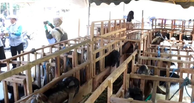 Penjualan Hewan Kurban di Kediri Mulai Meningkat, DKPP Rutin Cek Kesehatan