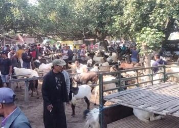 Penjualan Hewan Qurban Masih Sepi Akibat Bareng Pendaftaran Sekolah Baru