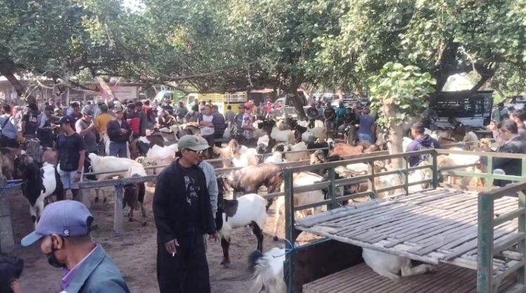 Penjualan Hewan Qurban Masih Sepi Akibat Bareng Pendaftaran Sekolah Baru