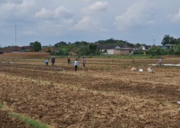 Berharap Untung Banyak, Petani Desa Gempolan Tulungagung, Beramai-ramai Tanam Tembakau