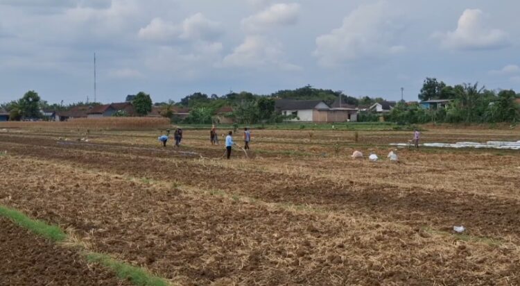 Berharap Untung Banyak, Petani Desa Gempolan Tulungagung, Beramai-ramai Tanam Tembakau
