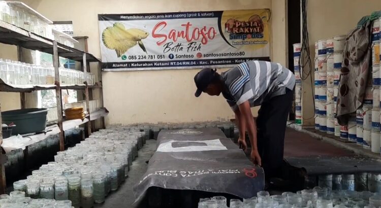 Musim Bediding, Breeding Ikan Cupang Banyak Yang Gagal