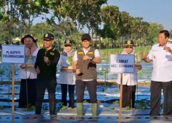 Tekan Laju Inflasi, Pemkab Tulungagung Canangkan Gerakan Tanam Cabai