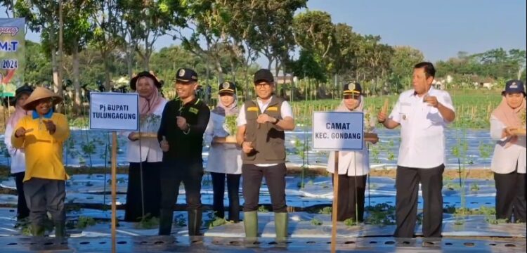 Tekan Laju Inflasi, Pemkab Tulungagung Canangkan Gerakan Tanam Cabai