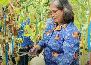 Panen Melon Di Kampung Tani Taman Kleco