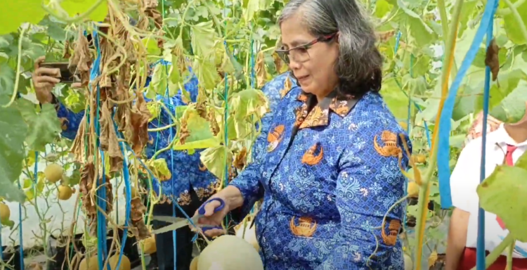 Panen Melon Di Kampung Tani Taman Kleco