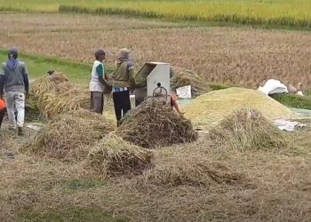 Produksi Padi Capai 50 Persen dari Target Kabupaten Trenggalek 2024