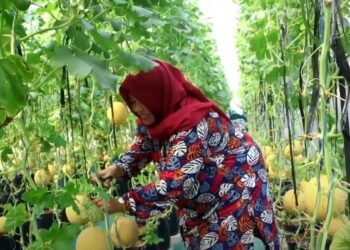 Budidaya Melon Modern Dengan Sistem Irigasi Tetes