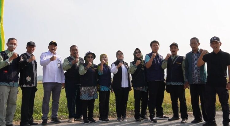 Bupati Blitar Panen Raya Padi Inbrida Bersama Gapoktan Sutojayan