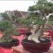 Potensi Ekspor Bonsai Endemik Lokal Disukai Penghobi Bonsai Mancanegara