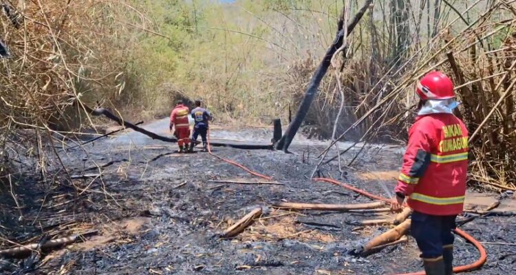 Kebakaran Lahan Jati, Nyaris Merembet Ke Lokasi  Pabrik Industri Kerajinan Batu