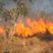 Gunung Orak Arik Trenggalek Terbakar