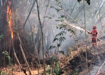 Lahan Hutan Dekat Pemukiman Warga Di Tulungagung Terbakar