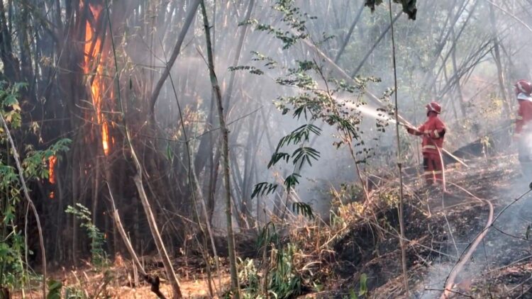 Lahan Hutan Dekat Pemukiman Warga Di Tulungagung Terbakar