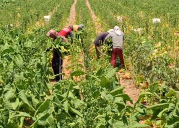 Petani Tulungagung Panen Raya Tembakau