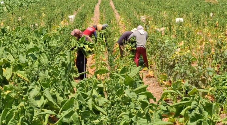 Petani Tulungagung Panen Raya Tembakau