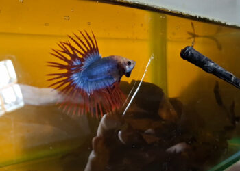 Pemuda Tulungagung Raup Jutaan Rupiah Dari Bisnis Ikan Cupang