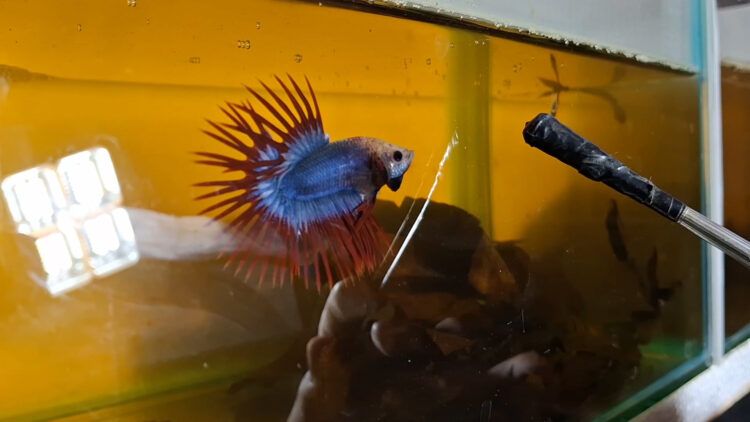 Pemuda Tulungagung Raup Jutaan Rupiah Dari Bisnis Ikan Cupang