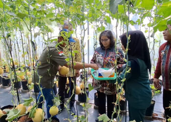 Warga Kota Kediri Manfaatkan Lahan Sempit untuk Budidaya Melon