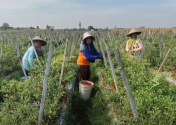 Harga Cabai di Blitar Anjlok Petani Gigit Jari