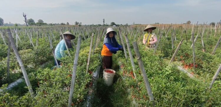Harga Cabai di Blitar Anjlok Petani Gigit Jari
