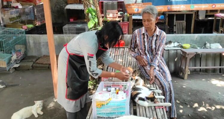 Prihatin Kucing Terlantar, Warga Kediri Rela Merawat dengan Dana Pribadi