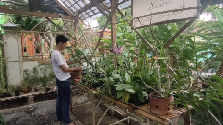 Pemuda Kediri Berhasil Membangun Usaha Budi Daya Anggrek