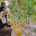 Lebih Menguntungkan, Petani Melon di Tulungagung Jadikan Kebunnya Sebagai Wisata Petik Melon