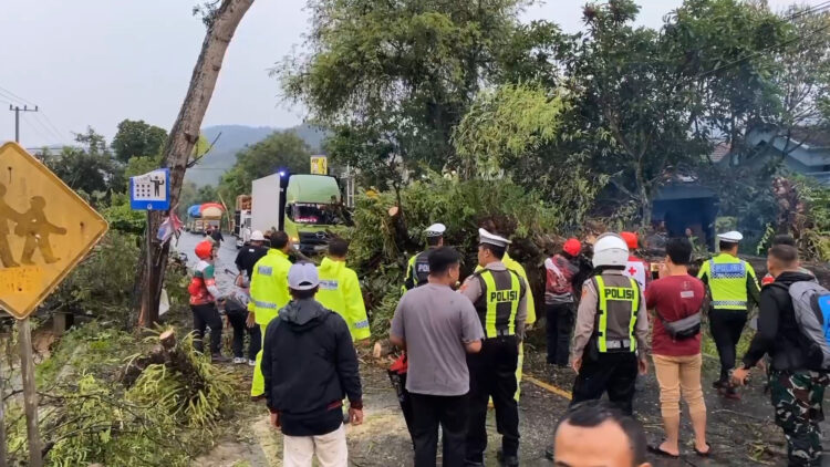 2 Pengendara Tertimpa Pohon Tumbang Dilarikan Ke Rumah Sakit