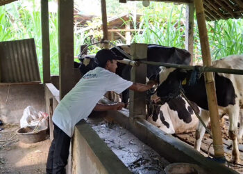 Lepaskan Ketergantungan Pada LPG, Peternak di Tulungagung Manfaatkan Kotoran Sapi Untuk Produksi Biogas