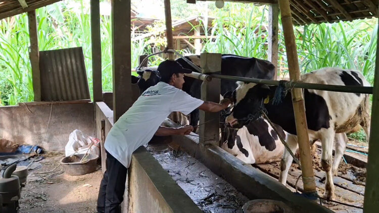 Lepaskan Ketergantungan Pada LPG, Peternak di Tulungagung Manfaatkan Kotoran Sapi Untuk Produksi Biogas