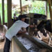 Lepaskan Ketergantungan Pada LPG, Peternak di Tulungagung Manfaatkan Kotoran Sapi Untuk Produksi Biogas