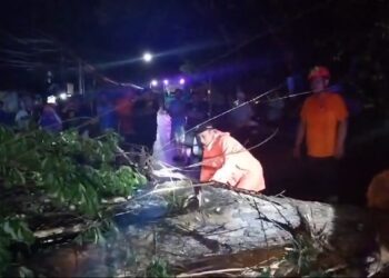 Pohon Tumbang Timpa Pengendara Motor di Jalan Nasional Trenggalek-Ponorogo, Korban Luka Berat
