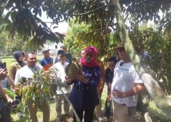 Khofifah Kunjungi Kebun Durian Republik Durian Farm di Blitar, Potensikan Kerja Sama Ekspor