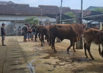 Wabah PMK Kembali Merebak, Aktivitas Jual Beli di Pasar Hewan Dimoro Menurun Drastis
