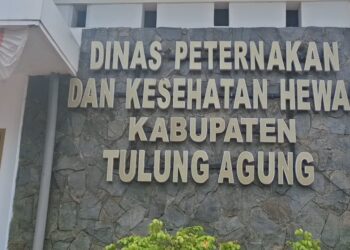 Disnakeswan Tulungagung Terima 10.500 Dosis Vaksin PMK, Vaksinasi Terus Dipercepat