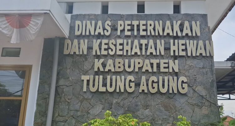 Disnakeswan Tulungagung Terima 10.500 Dosis Vaksin PMK, Vaksinasi Terus Dipercepat