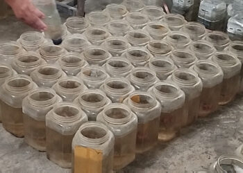 Musim Pancaroba, Produksi Ikan Cupang Di Kediri Tetap Stabil