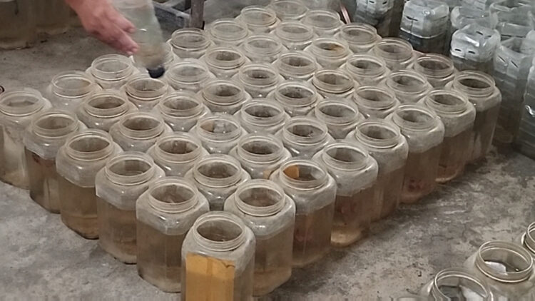 Musim Pancaroba, Produksi Ikan Cupang Di Kediri Tetap Stabil