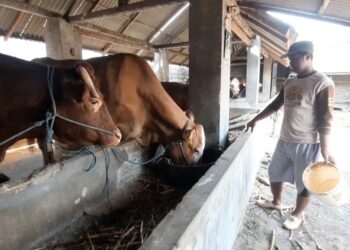 Antisipasi Penyebaran PMK, Peternak Muda Berikan Jamu Tradisional
