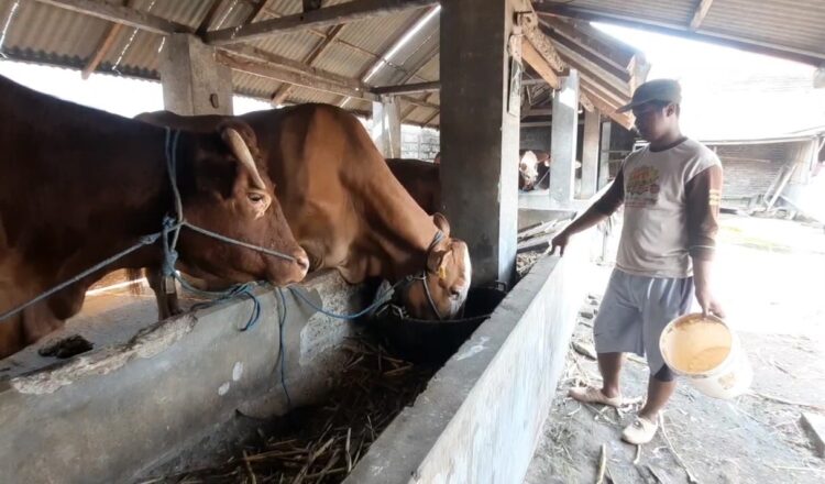 Antisipasi Penyebaran PMK, Peternak Muda Berikan Jamu Tradisional