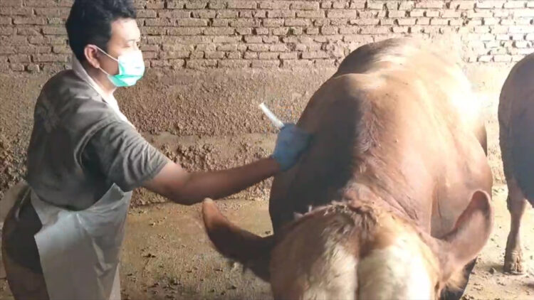 Vaksinasi Penyakit Mulut dan Kuku (PMK) Mulai Dilaksanakan di Kota Blitar, 300 Ekor Sapi Terima Suntikan